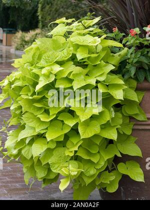 IPOMOEA BATATAS 'MARGARITA' (ornamentali patata dolce 'MARGARITA' nel contenitore) Foto Stock