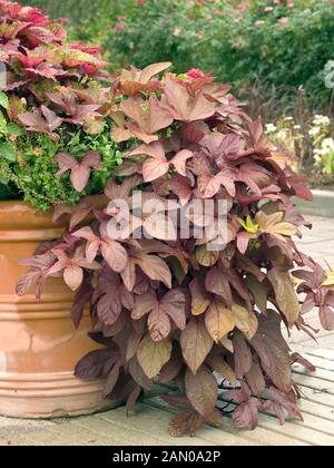 IPOMOEA BATATAS SWEET CAROLINE BRONZE Foto Stock