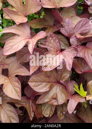 IPOMOEA BATATAS SWEET CAROLINE BRONZE Foto Stock