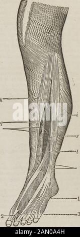 La guida del dissettore, o, compagno dello studente : illustrato da numerosi tagli di legno, che mostrano e spiegano chiaramente la dissezione di ogni parte del corpo umano . si può dire che l'arteriapassa tra la testa o l'origine di questo muscolo. L'arteria poi scende a ridosso del centro dell'interoseo liga-ment, tra i tibialis anticusand extensor proprius pollicis; sia-basso il centro della gamba, che lascia il legamento interoseo, e passesgradatamente più avanti; si incrociò il tendine dell'estensoresproprio pollicis, e poi viene posto tra quel tendine e il thendon dell'este Foto Stock