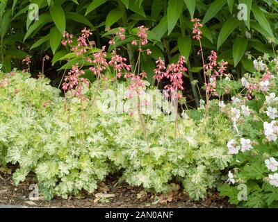 HEUCHERA Angelo di Neve Foto Stock