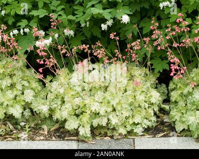 HEUCHERA Angelo di Neve Foto Stock