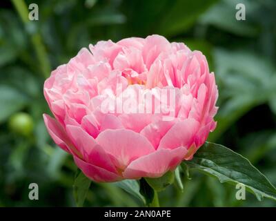 PAEONIA 'rosa corallo hawaiano' ('Peonia Rosa corallo hawaiano') Foto Stock