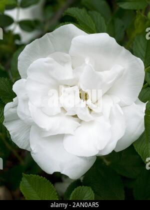 ROSA BLANC DOUBLE DE COUBERT Foto Stock