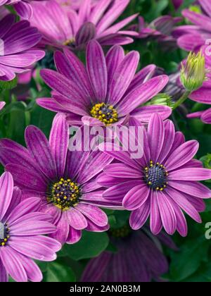 OSTEOSPERMUM serenità viola scuro Foto Stock