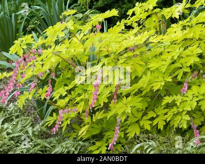 DICENTRA SPECTABILIS CUORE D'ORO Foto Stock