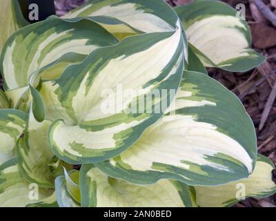 HOSTA spirito fantasma Foto Stock