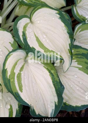 HOSTA spirito fantasma Foto Stock