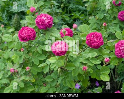 ROSA ROSE DE RESCHT Foto Stock