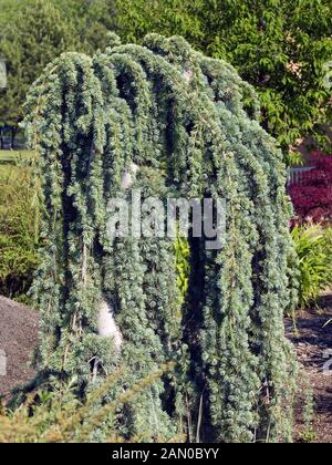 CEDRUS ATLANTICA GLAUCA PENDULA Foto Stock