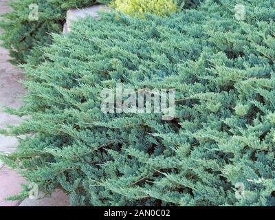 JUNIPERUS HORIZONTALIS BLUE CHIP Foto Stock