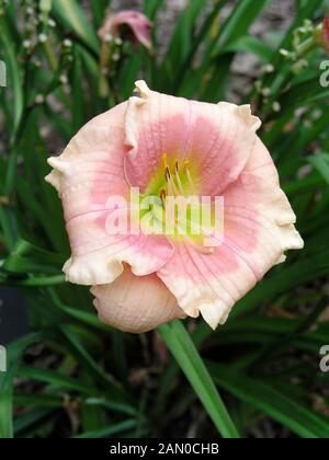 HEMEROCALLIS JANICE marrone (giglio di giorno) Foto Stock