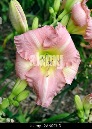 HEMEROCALLIS FROSTED Rosa ghiaccio (giglio di giorno) Foto Stock