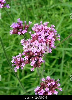 VERBENA BONARIENSIS (sud americana VERVAIN) Foto Stock