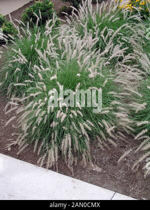 PENNISETUM ORIENTALE (Fontana orientali erba) Foto Stock