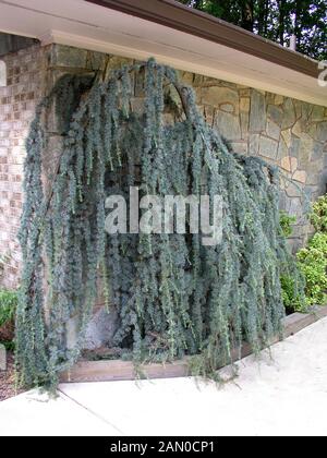 CEDRUS ATLANTICA GLAUCA PENDULA contro la parete (Cedro Atlantico) Foto Stock