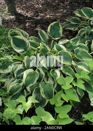 HOSTA 'larga tesa' Foto Stock