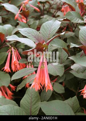 FUCHSIA GARTENMEISTER BONSTEDT Foto Stock