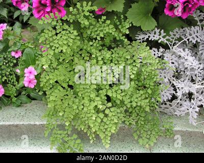 ADIANTUM CAPILLUS VENERIS (felce capelvenere) Foto Stock