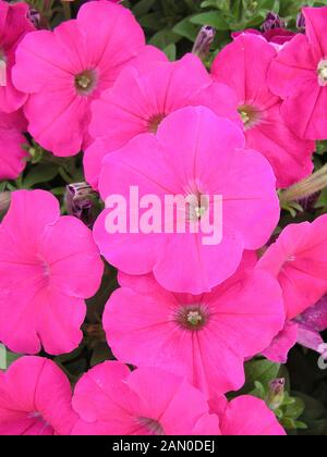 La PETUNIA HURRAH ROSE Foto Stock