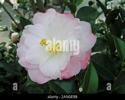 CAMELLIA JAPONICA "aprile ricordato' Foto Stock