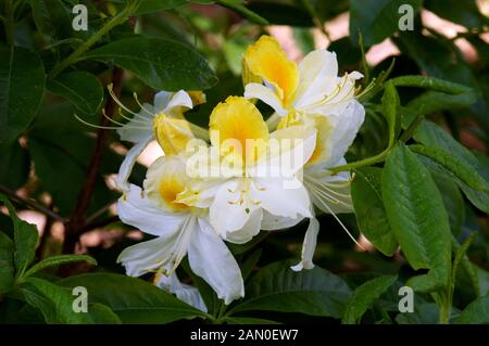 AZALEA " settentrionali HI LUCI' (bicolore) Foto Stock