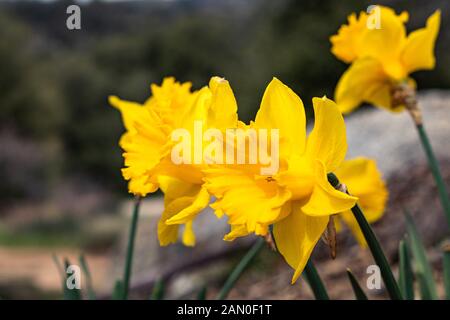 Gruppo di luminose, felice, allegro, oro giallo primavera Pasqua daffodil bulbi in fiore nel giardino esterno in primavera, bellezza naturale Foto Stock