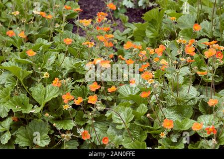 GEUM PRINCIPE DI ORANGE Foto Stock