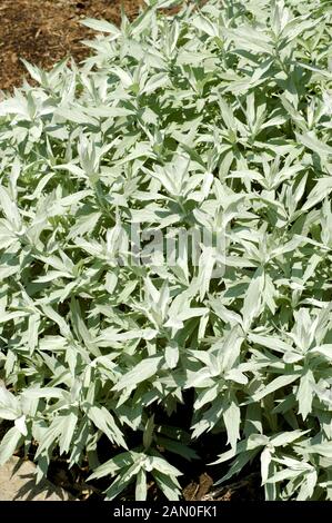 ARTEMISIA LUDOVICIANA VALERIE FINIS Foto Stock