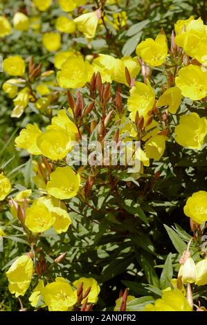 OENOTHERA FRUTICOSA FYRVERKERI (FUOCHI D'ARTIFICIO) Foto Stock