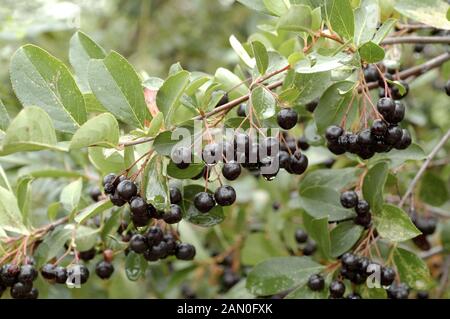 ARONIA MELANOCARPA Autunno magia Foto Stock