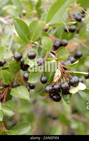 ARONIA MELANOCARPA 'Autunno Magic' Foto Stock