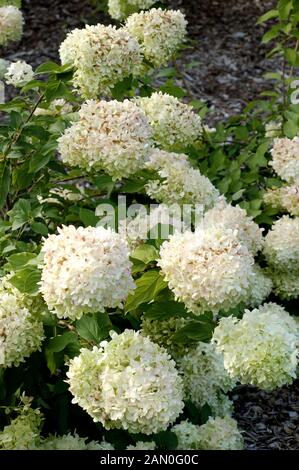 HYDRANGEA PANICULATA LIMELIGHT Foto Stock