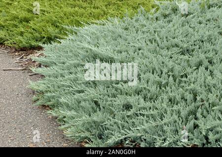 JUNIPERUS HORIZONTALIS BLUE CHIP Foto Stock