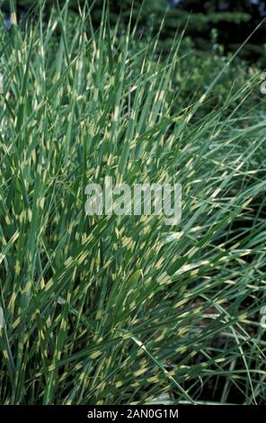 MISCANTHUS SINENSIS STRICTUS istrice erba POACEAE Foto Stock