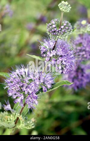 CARYOPTERIS CLANDONENSIS LONGWOOD BLU Foto Stock