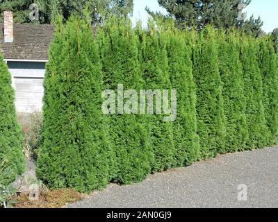 THUJA OCCIDENTALIS SMARAGD VERDE SMERALDO Foto Stock