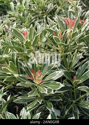 Sarcococca JAPONICA FLAMING SILVER Foto Stock