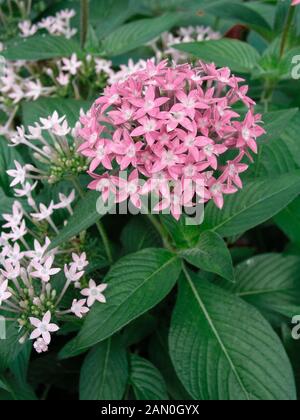 PENTAS LANCEOLATA ROSA Foto Stock