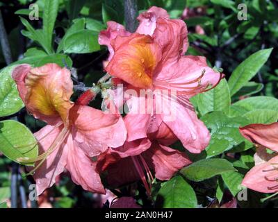 AZALEA GIRARD MT. ST. HELEN Foto Stock