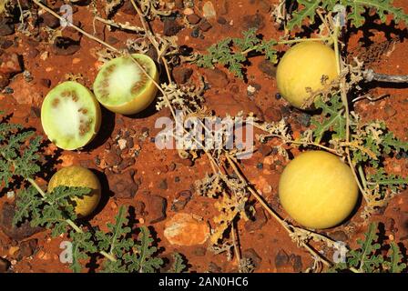 Australia, Paddy melone aka Camel melone Foto Stock