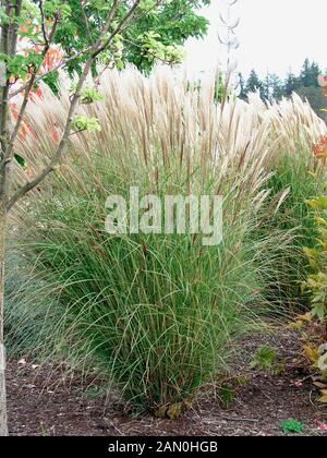 MISCANTHUS SINENSIS SILBERSPINNE Foto Stock