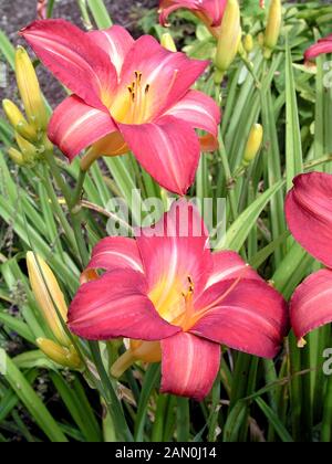 HEMEROCALLIS CHERRY GUANCE Foto Stock