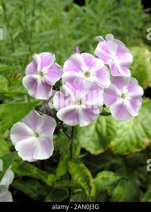 PHLOX PANICULATA PROSPERO Foto Stock