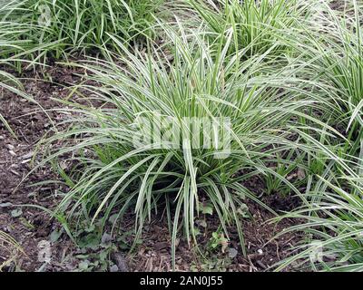 CAREX MORROWII danza su ghiaccio Foto Stock