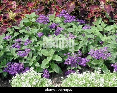 HELIOTROPIUM ARBORESCENS MARINE Foto Stock