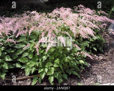 ASTILBE SIMPLICIFOLIA SPRITE Foto Stock