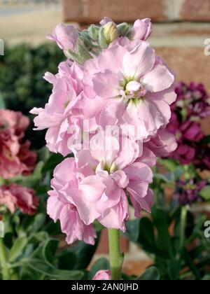 MATTHIOLA INCANA STOCK a dieci settimane del magazzino. Foto Stock