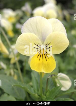 VIOLA sorbetto al gelo giallo Foto Stock