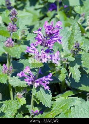 STACHYS MACRANTHA SUPERBA BIG BETONY. Foto Stock